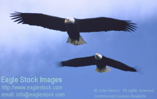 bald eagles inflight